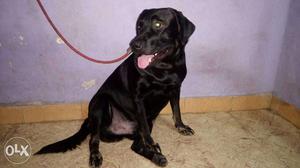 A black male labrador is available for matting...