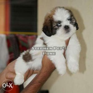 Adorable lasa female puppies available for loving