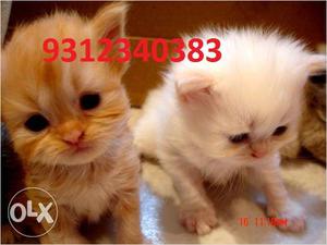 All Colour Persian Cat Sell In Testify Pet Clinic Call Now