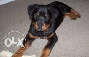 All Photos R 100% Orignal Rottweiler pupps avlable heavy