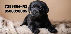 All breed of dogs available in delhi Nce,