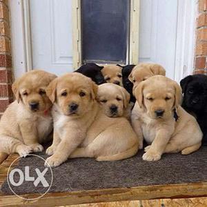 Allahabad supply Labrador and German Shepherd