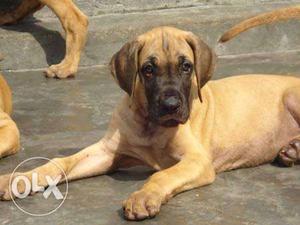 Allahabad supply great Dane and boxer puppies