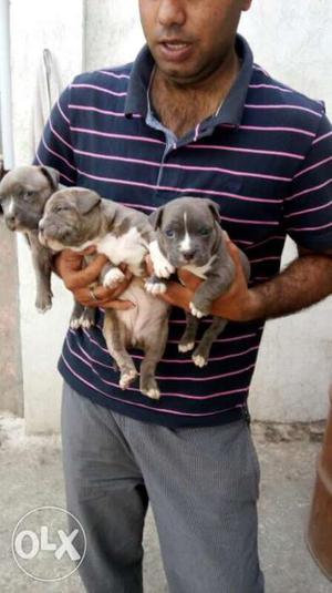 Allahabad supply pitbull and french Mastiff