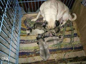 Allahabad supply pug puppies available at low