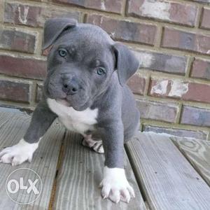 American Bully Blue Colour Female Show Quality
