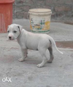 American Bully (Male) Age: 2months