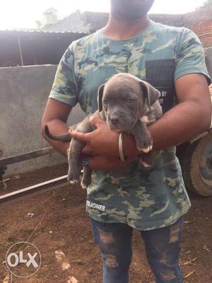 American Bully Terrier female Puppy full active and healthy