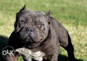 American bully puppies available with home delivery in