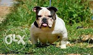 American bully puppies available with home delivery in