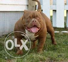 American bully puppies available with home delivery in