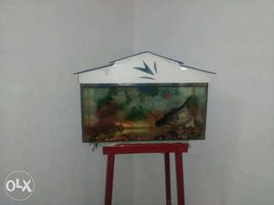 Aquarium for sale...with 6inch shark