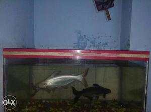Aquarium size- with 3 big fishes and 5 small