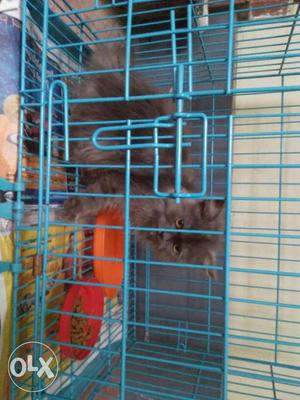 Ash colour Persian cat, male, 4 months old with
