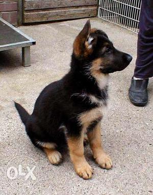 Attractive With Healthy German Shepherd Pups avail