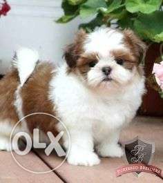 BEST QUALITY SHIHTZU puppies available