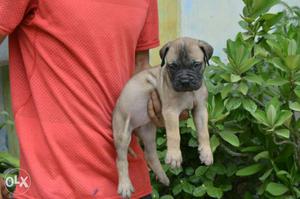 BULL*MASTIFF puppies available at affordable