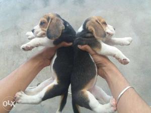 Beagle 2 female only sale top qualit full making