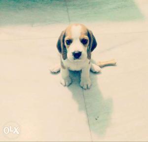 Beagle breed 2 months old