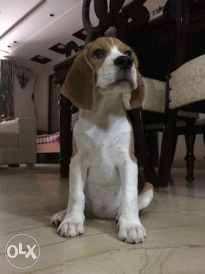 Beagle dog female