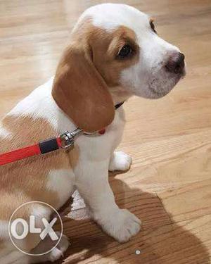 Beagle female pup show quality very healthy and