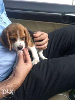 Beagle female puppy 40days old Vaccinated