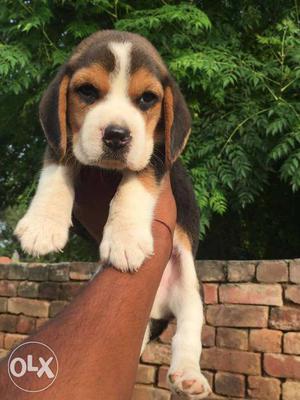 Beagle full active and healthy puppies.