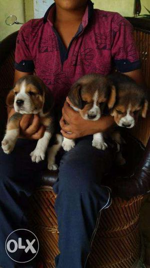 Beagle good quality 1 month age pups call now number show in
