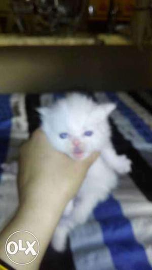 Beautiful Persian kittens and cats Sale all Place for sale