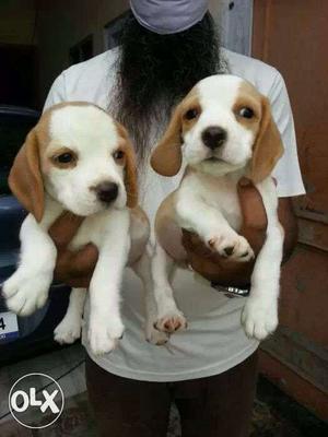 Begale puppy available with and without out