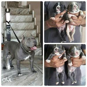 Black American Bulldog And Puppies Collage