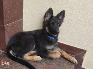 Black And Tan German Shepherd Puppy