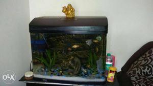 Black Frame Fish Tank