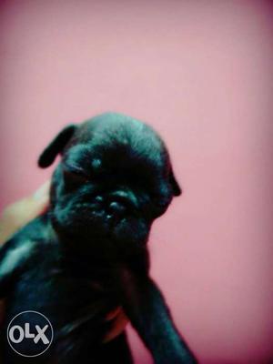 Black and gold pug puppy both male and female