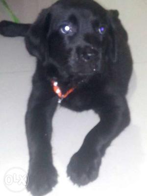 Black baby Labra It's just 1.5 months old Due to