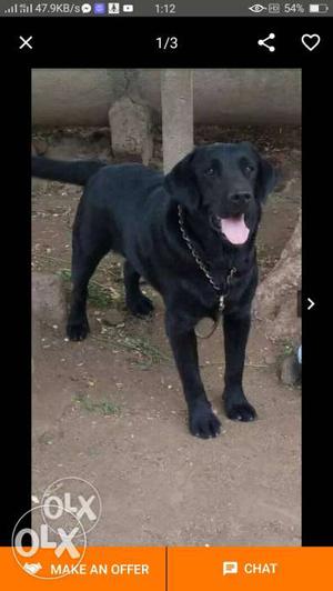 Black lab 11 month old available for muting only
