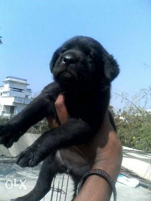 Black labradore puppies available original breed