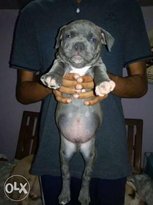 Blue American Pit Bull Terrier Puppy