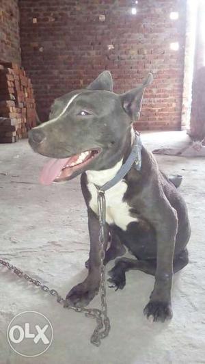 Blue And White American Pit Bull female 5 month di Vacation