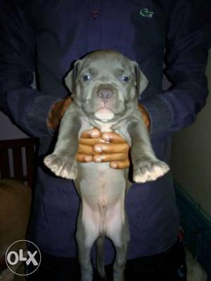 Blue And White male female Puppy