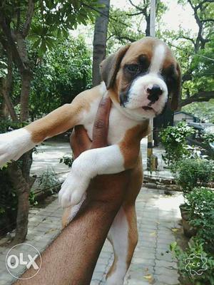 Boxer female puppies tail cut