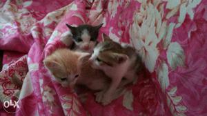 Brown, Black, And Orange Kittens