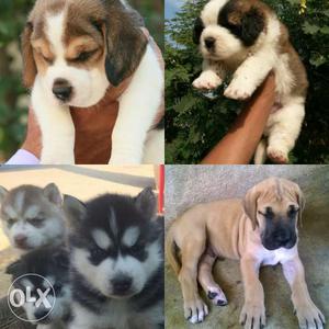 Cash on delivery! All breed pups available.