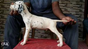 Champion Dalmatian puppies available