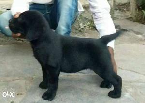 Champion breed black Labrador female pup for