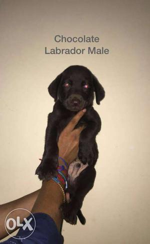 Chocolate Labrador Male puppy with certificates