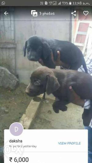 Chocolate ang Black colour Labrador Puppies