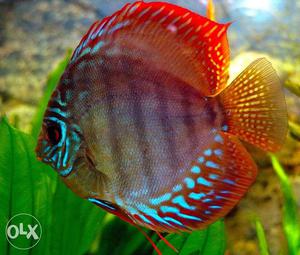 Colourful Discus fish.Size 2.5 inches. Very