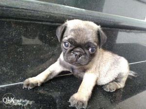 Cute,healthy and active best quality pug puppies