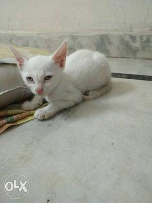 Cute white kitten,4 weeks old